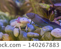 Several axolotls rest and swim among stones in freshwater aquarium, showing endangered species, amphibian biology and conservation education concept 140267883