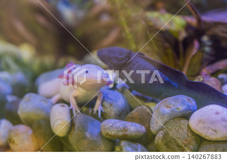 Several axolotls rest and swim among stones in freshwater aquarium, showing endangered species, amphibian biology and conservation education concept Several axolotls rest and swim among stones in freshwater aquarium, showing endangered species, amphibian biology and conservation education concept 140267883
