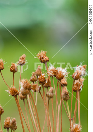 狐薊(Cirsium japonicum)已經散播完它的絨毛了。 狐薊(Cirsium japonicum)已經散播完它的絨毛了。 140268405
