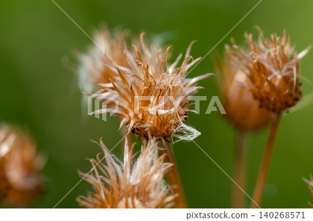 狐薊(Cirsium japonicum)已經散播完它的絨毛了。 狐薊(Cirsium japonicum)已經散播完它的絨毛了。 140268571