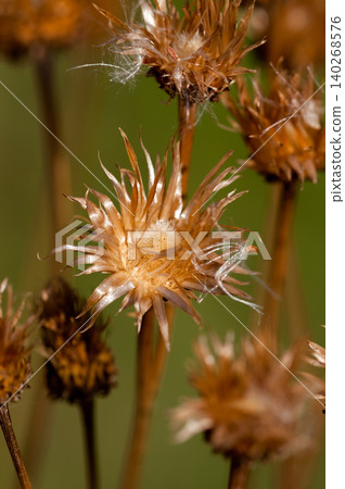 The fox thistle (Cirsium japonicum) has finished scattering its fluff. The fox thistle (Cirsium japonicum) has finished scattering its fluff. 140268576