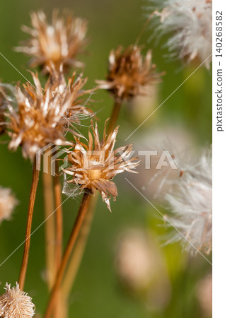 狐薊(Cirsium japonicum)已經散播完它的絨毛了。 狐薊(Cirsium japonicum)已經散播完它的絨毛了。 140268582