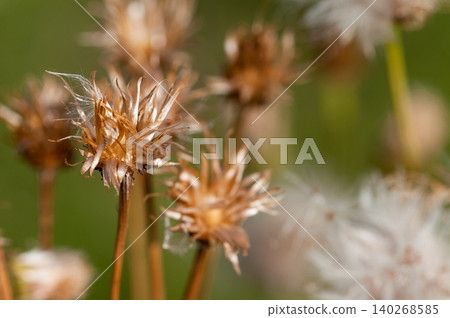 The fox thistle (Cirsium japonicum) has finished scattering its fluff. The fox thistle (Cirsium japonicum) has finished scattering its fluff. 140268585
