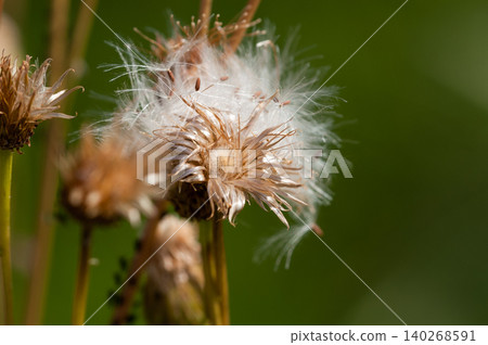 The fox thistle (Cirsium japonicum) has finished scattering its fluff. The fox thistle (Cirsium japonicum) has finished scattering its fluff. 140268591