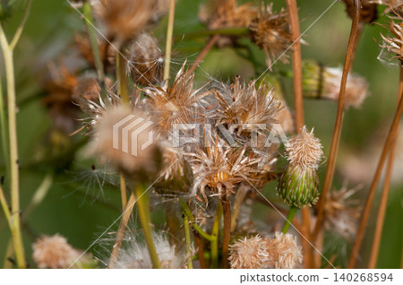 狐薊(Cirsium japonicum)已經散播完它的絨毛了。 狐薊(Cirsium japonicum)已經散播完它的絨毛了。 140268594