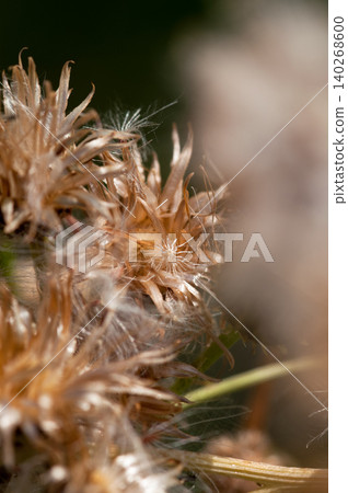 The fox thistle (Cirsium japonicum) has finished scattering its fluff. The fox thistle (Cirsium japonicum) has finished scattering its fluff. 140268600