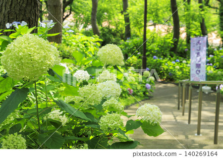 Hydrangea Hydrangea Festival Hydrangea Hydrangea Festival 140269164
