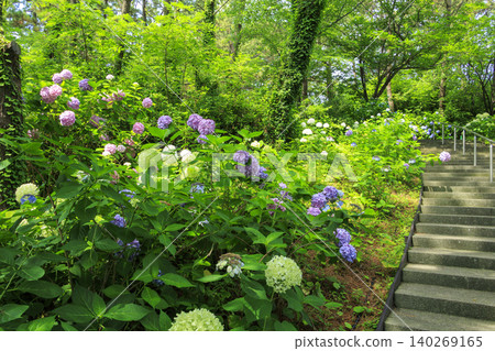 Hydrangea Hydrangea Festival Hydrangea Hydrangea Festival 140269165