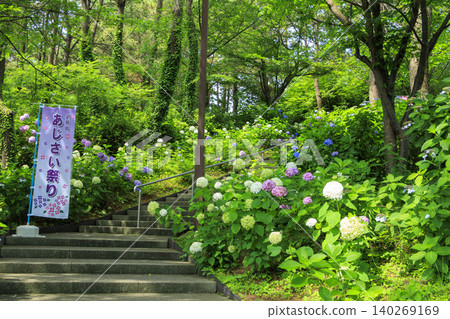 Hydrangea Hydrangea Festival Hydrangea Hydrangea Festival 140269169