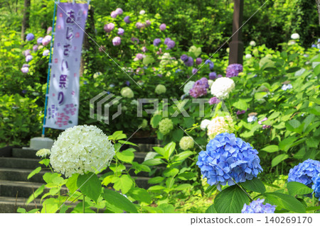 Hydrangea Hydrangea Festival Hydrangea Hydrangea Festival 140269170
