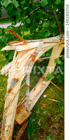 Broken tree branch with exposed wood fibers and bark, surrounded by green leaves and grass in a natural outdoor setting Broken tree branch with exposed wood fibers and bark, surrounded by green leaves and grass in a natural outdoor setting 140269359