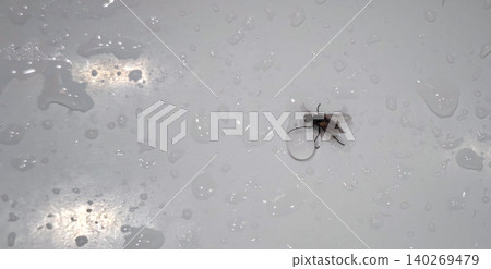 Insect resting on a wet surface with droplets of water, showcasing fine details of its wings and body against a reflective background Insect resting on a wet surface with droplets of water, showcasing fine details of its wings and body against a reflective background 140269479
