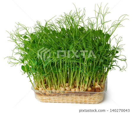 Micro green sprouts of peas isolated on white 140270043
