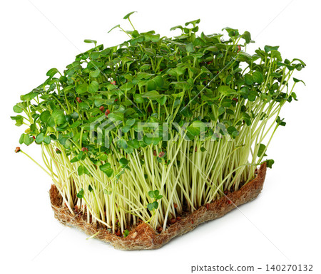 Radish daikon micro green sprouts isolated on white Radish daikon micro green sprouts isolated on white 140270132