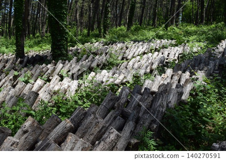 Mushroom log cultivation Mushroom log cultivation 140270591