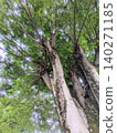 Street trees reaching towards the sky 140271185