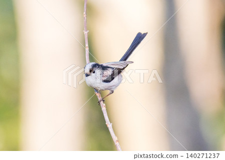[Long-tailed Tit] A long-tailed tit perched on a tree branch in the park. 140271237