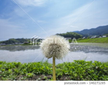 將夢想送入藍天,初夏的鄉村和棉絮 將夢想送入藍天,初夏的鄉村和棉絮 140271285