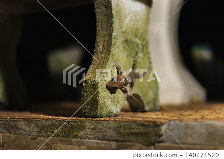 Large tokay gecko with orange spotted pattern climbing on weathered concrete surface in tropical environment 140271520