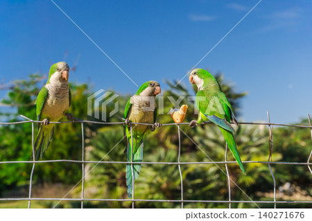 Three green monk parakeets sitting on metal fence with piece of bread in sunny Barcelona park Three green monk parakeets sitting on metal fence with piece of bread in sunny Barcelona park 140271676
