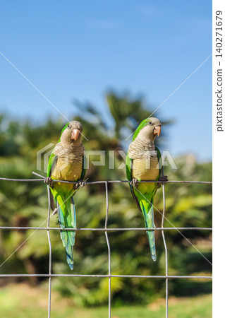 Two green monk parakeets perched on metal fence in sunny Barcelona park, colorful tropical urban birds with blurred palm trees Two green monk parakeets perched on metal fence in sunny Barcelona park, colorful tropical urban birds with blurred palm trees 140271679