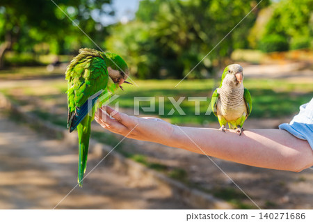Green monk parakeets sitting on woman hand in sunny city park, colorful tropical birds interacting with people outdoors in Barcelona Green monk parakeets sitting on woman hand in sunny city park, colorful tropical birds interacting with people outdoors in Barcelona 140271686