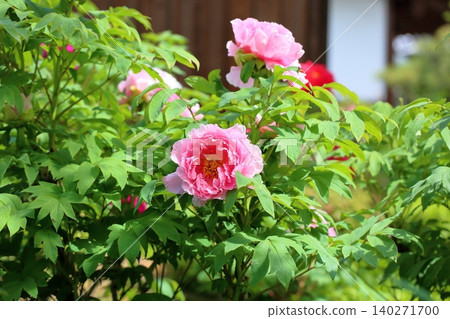 Springtime, vibrant peonies in full bloom Springtime, vibrant peonies in full bloom 140271700