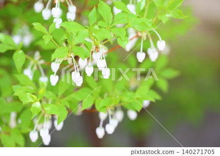 The elegant flowers of the Enkianthus perulatus. The elegant flowers of the Enkianthus perulatus. 140271705