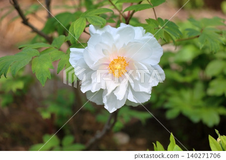 Springtime, refreshing, peonies in full bloom Springtime, refreshing, peonies in full bloom 140271706