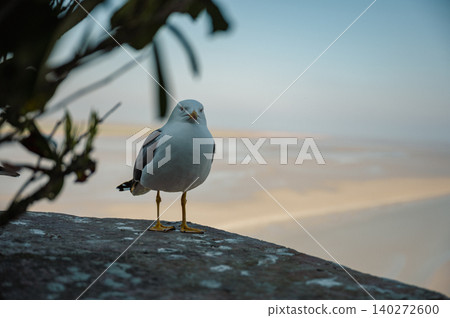 A pair of seagulls perched on the ancient stone walls of Mont Saint-Michel, overlooking the vast tidal flats below. A pair of seagulls perched on the ancient stone walls of Mont Saint-Michel, overlooking the vast tidal flats below. 140272600