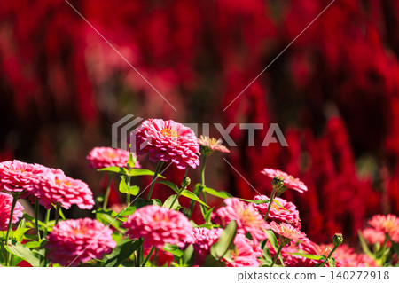 莊原市備北丘陵公園花田裡盛開的粉紅百日菊花 莊原市備北丘陵公園花田裡盛開的粉紅百日菊花 140272918