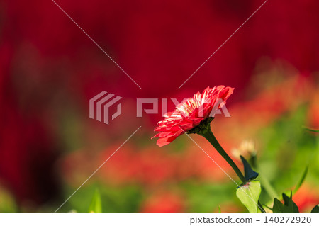 莊原市美北山公園花田盛開的紅色百日菊 莊原市美北山公園花田盛開的紅色百日菊 140272920