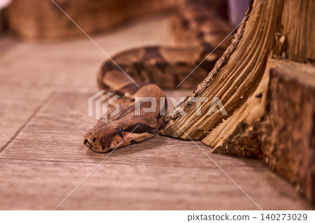 A curious snake glides gracefully across the warm floor, exploring the environment surrounded by natural wood elements and a peaceful atmosphere A curious snake glides gracefully across the warm floor, exploring the environment surrounded by natural wood elements and a peaceful atmosphere 140273029