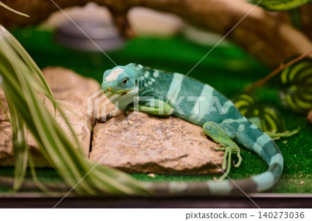 A vibrant lizard displays striking blue and green scales as it lounges on a smooth rock surrounded by plants. Sunlight filters through the leaves A vibrant lizard displays striking blue and green scales as it lounges on a smooth rock surrounded by plants. Sunlight filters through the leaves 140273036