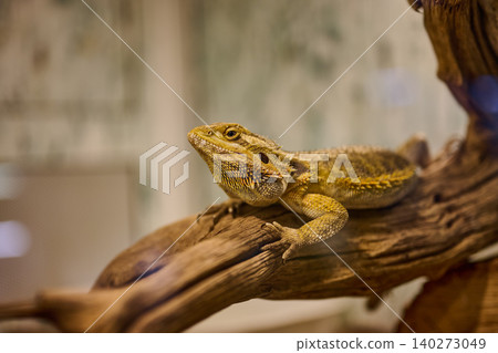 A bearded dragon lounges on a wooden branch inside its vivarium, basking under soft light. Its scales glisten as it enjoys the tranquility of its habitat A bearded dragon lounges on a wooden branch inside its vivarium, basking under soft light. Its scales glisten as it enjoys the tranquility of its habitat 140273049