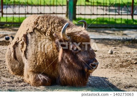 A magnificent bison lies contentedly on the ground in a sanctuary, basking in the warm sun while surrounded by vibrant grass and tranquil scenery A magnificent bison lies contentedly on the ground in a sanctuary, basking in the warm sun while surrounded by vibrant grass and tranquil scenery 140273063