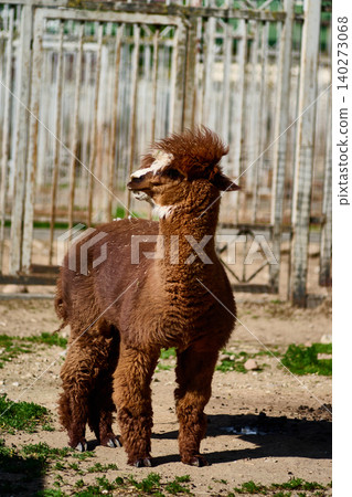 A fluffy brown alpaca confidently stands in a sunlit farmyard, its thick coat shimmering softly. The surrounding rustic fences and lush green grass add charm to the scene 140273068