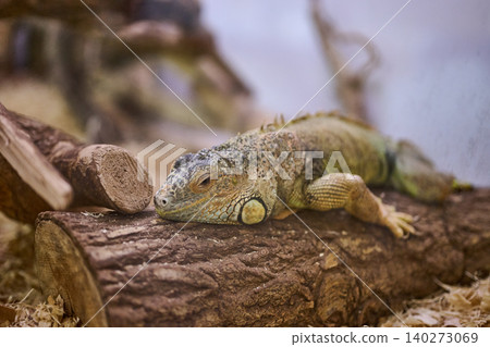 A calm iguana lies comfortably on a rustic log surrounded by soft wood shavings, basking in its tranquil environment under subtle natural light A calm iguana lies comfortably on a rustic log surrounded by soft wood shavings, basking in its tranquil environment under subtle natural light 140273069