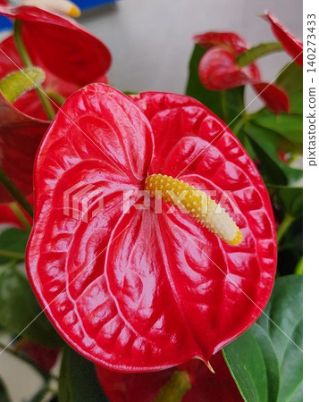 Red anthurium flower Red anthurium flower 140273433