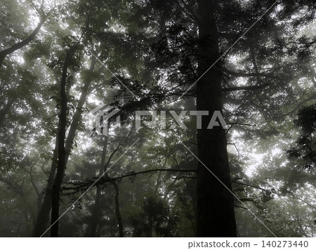 一片枝繁葉茂的針葉林，樹木種類繁多，籠罩在初夏的細雨中。 140273440