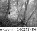 A coniferous forest lush with diverse trees, enveloped in the early summer drizzle. A coniferous forest lush with diverse trees, enveloped in the early summer drizzle. 140273450