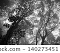 A coniferous forest lush with diverse trees, enveloped in the early summer drizzle. A coniferous forest lush with diverse trees, enveloped in the early summer drizzle. 140273451
