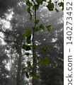 A coniferous forest lush with diverse trees, enveloped in the early summer drizzle. A coniferous forest lush with diverse trees, enveloped in the early summer drizzle. 140273452