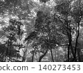 A coniferous forest lush with diverse trees, enveloped in the early summer drizzle. A coniferous forest lush with diverse trees, enveloped in the early summer drizzle. 140273453