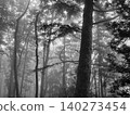 A coniferous forest lush with diverse trees, enveloped in the early summer drizzle. A coniferous forest lush with diverse trees, enveloped in the early summer drizzle. 140273454