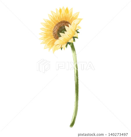 一幅水彩風格的向日葵插圖，花朵朝向左側。夏季植物素材。 140273497