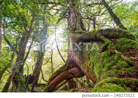 Yakusugi Three-Legged Cedar, Shiratani Unsuikyo Gorge, Yakushima (Spring) Yakusugi Three-Legged Cedar, Shiratani Unsuikyo Gorge, Yakushima (Spring) 140273521