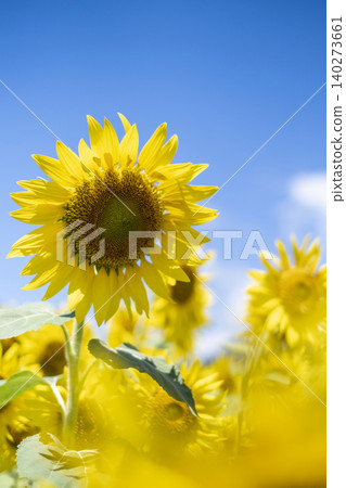 A field of sunflowers spreading all over (Hiruzen Plateau) A field of sunflowers spreading all over (Hiruzen Plateau) 140273661