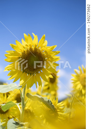 A field of sunflowers spreading all over (Hiruzen Plateau) A field of sunflowers spreading all over (Hiruzen Plateau) 140273662