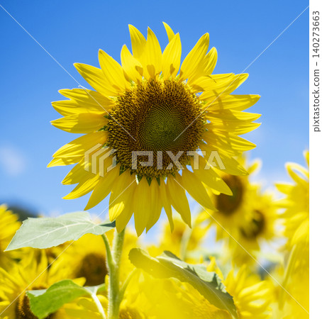 A field of sunflowers spreading all over (Hiruzen Plateau) A field of sunflowers spreading all over (Hiruzen Plateau) 140273663